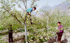 Hand-pollinating apple trees in China