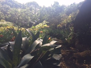 The hilly garden at Spalding House