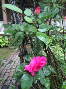 Lovely natural roses with insect-bitten leaves. Who cares?