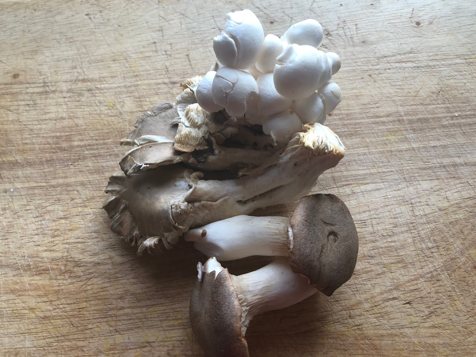 raw-wild-mushroom-photo.jpg