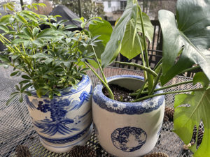 Schefflera and monstera, newly potted in old Japanese ceramics