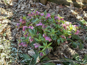 The second year appearance of my hellebore transplant